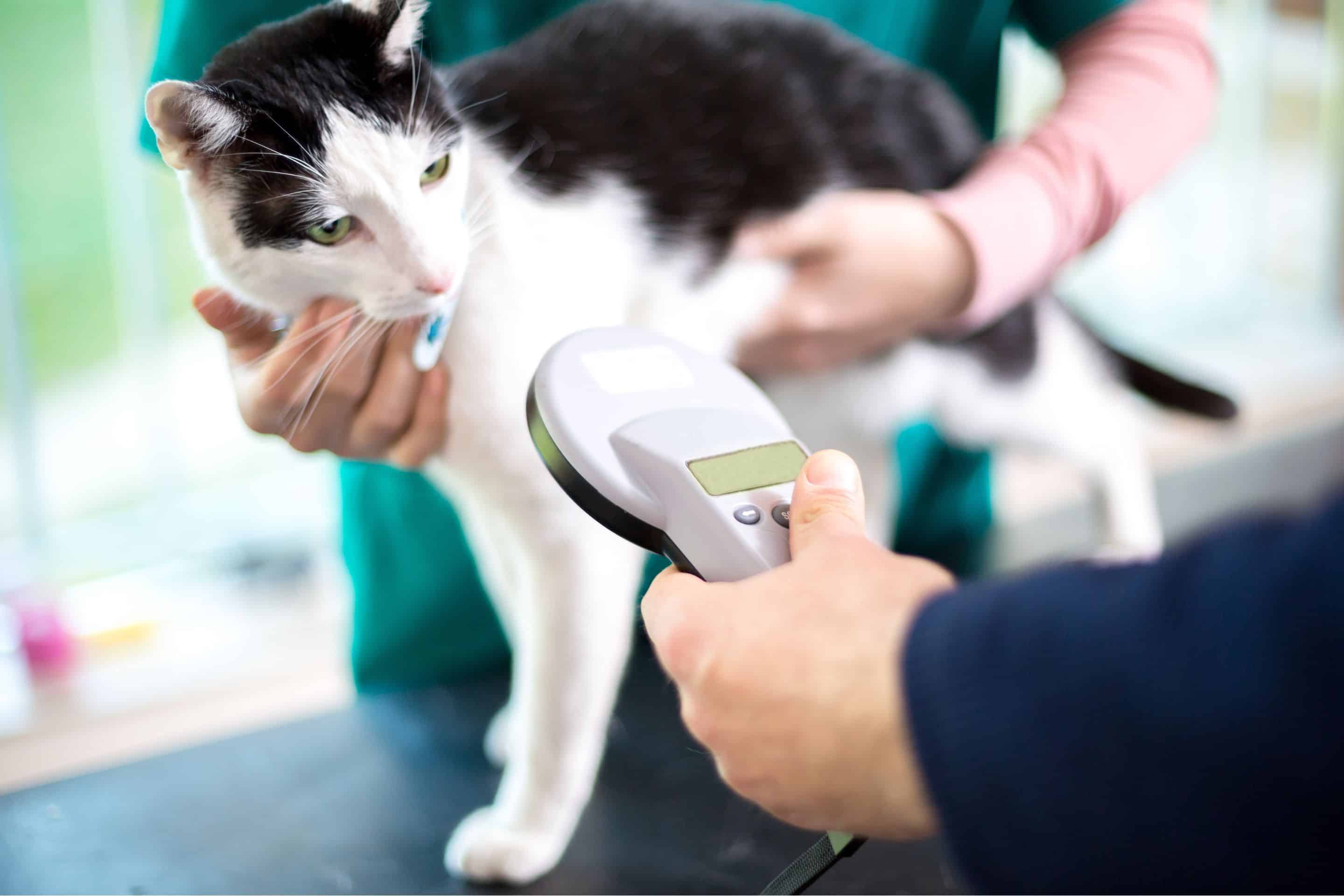 Microchipping