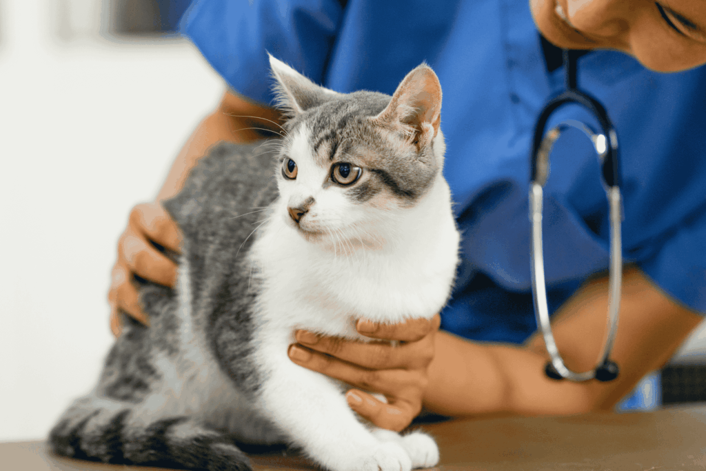 Pet Health Checks