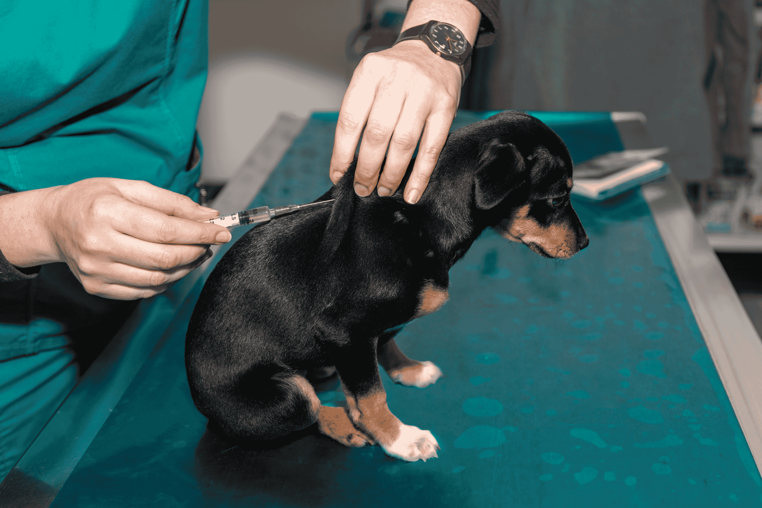 Puppy vaccination