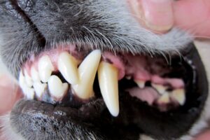Talk to your vet about a dental health check for your pet