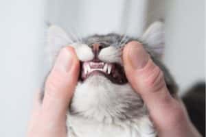 Check your pet's teeth regularly for signs of dental disease
