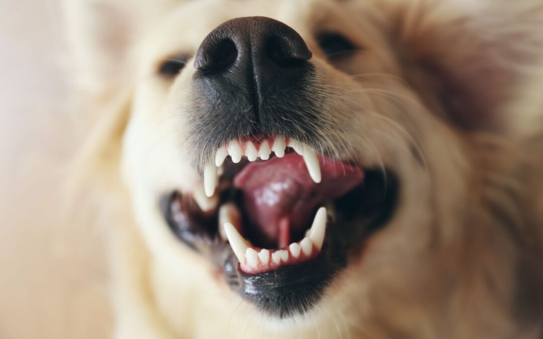 Understanding Dental Grades: A Healthy Mouth, A Happy Pet