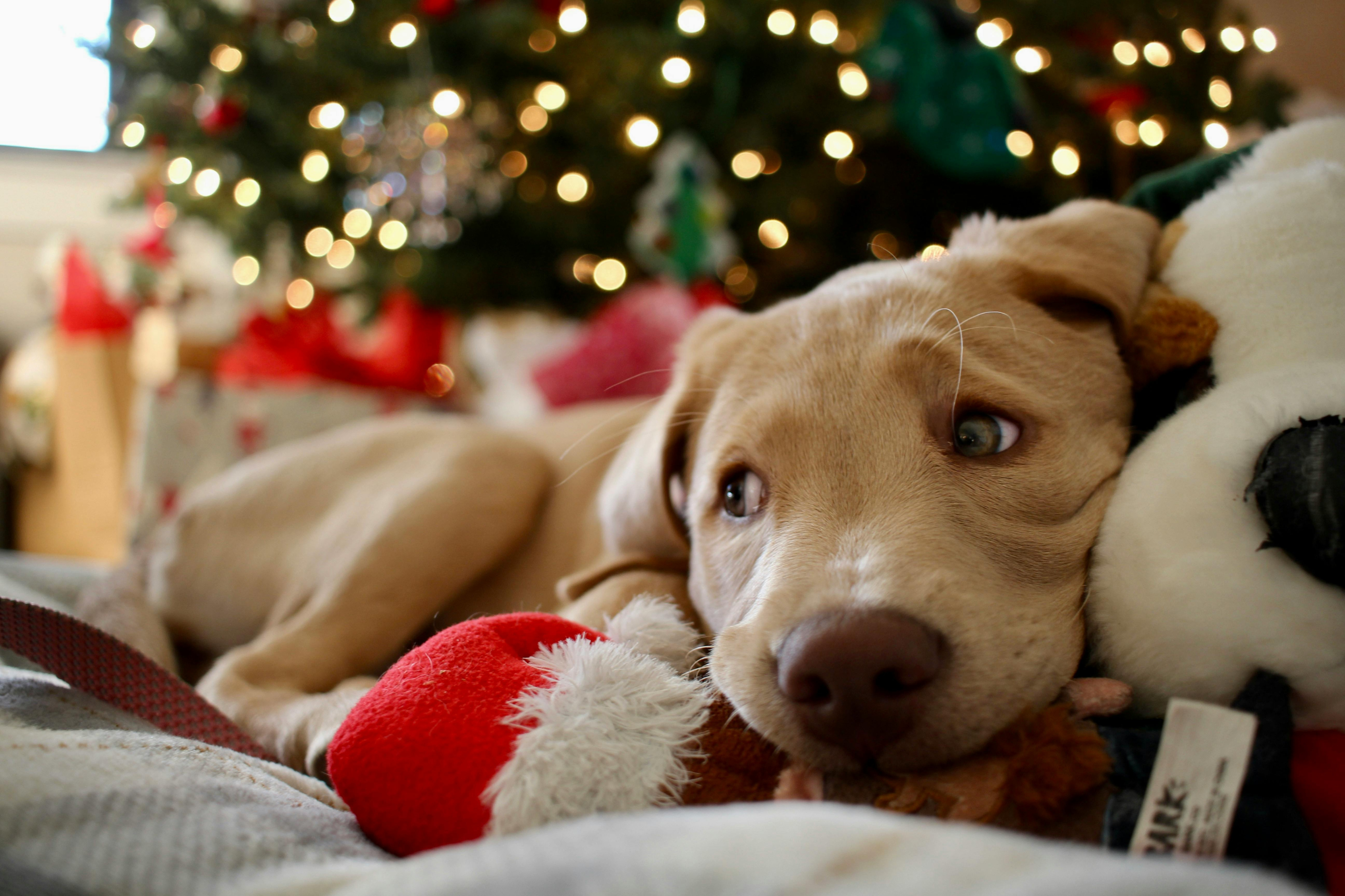 Christmas Safety Tips for New Pets: Keeping Puppies & Kittens Safe This Holiday Season