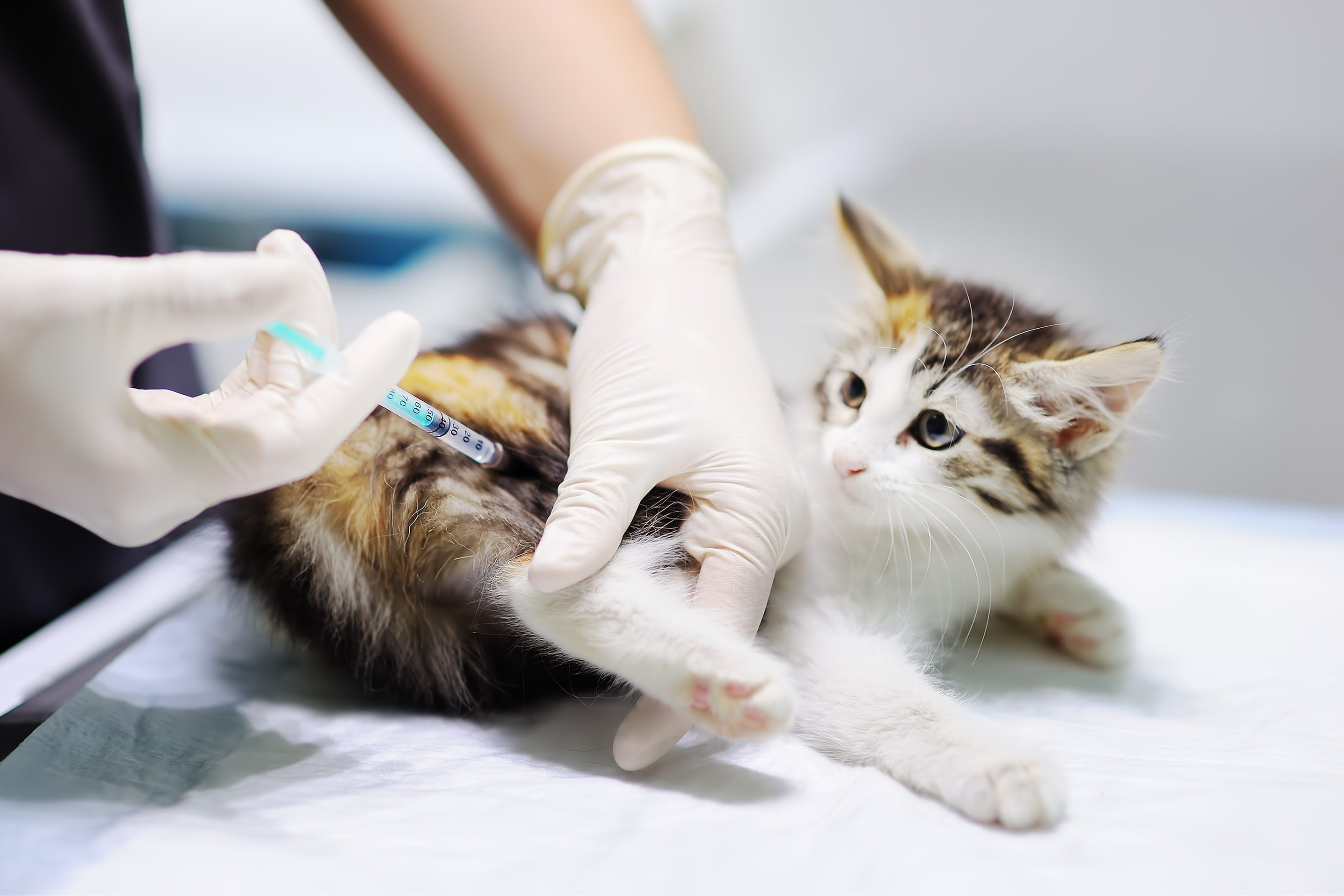 Kitten Vaccinations: What to Expect at Your Kitten’s First Vet Visit