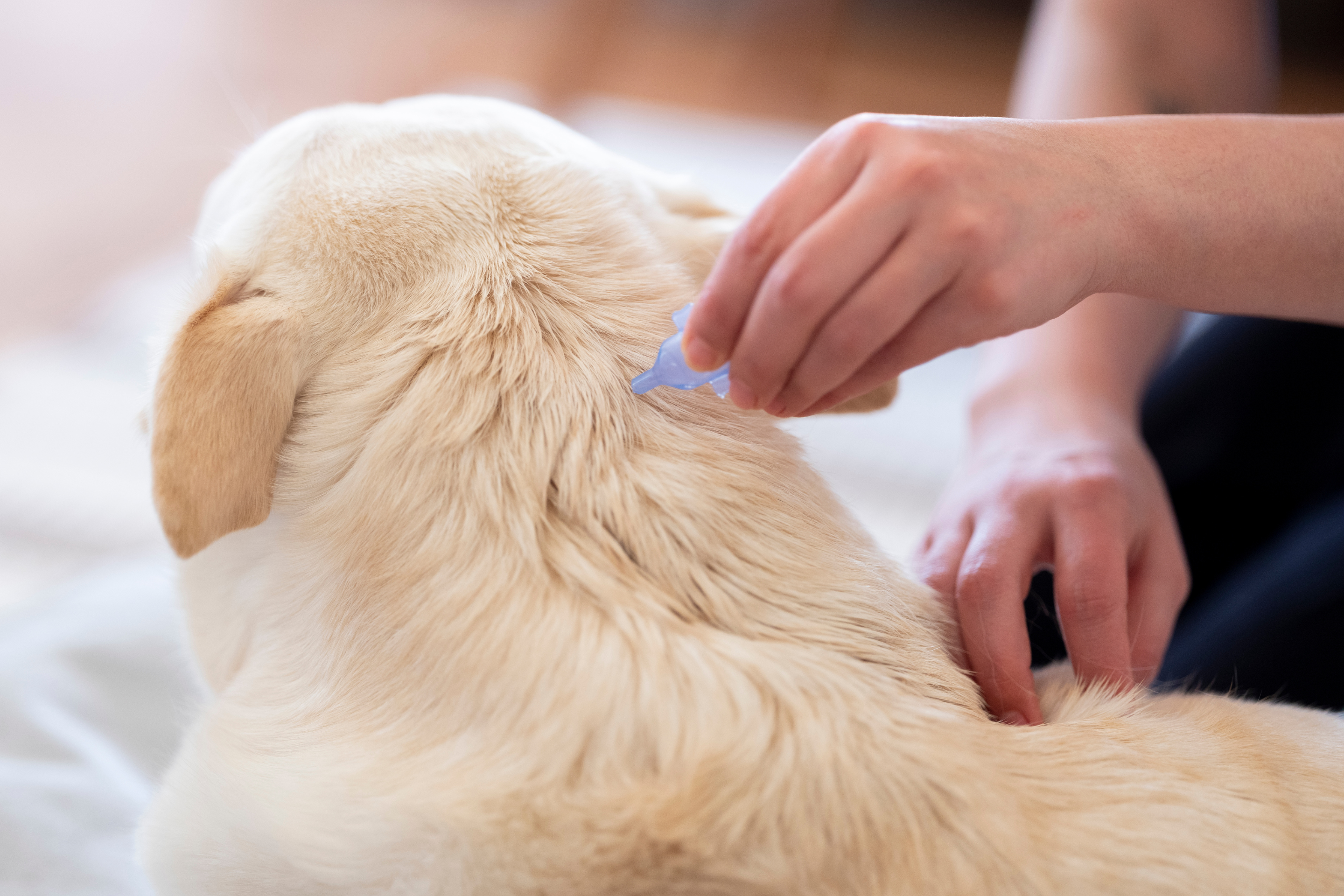 Tick Prevention: What Pet Owners Need to Know About Tick Season