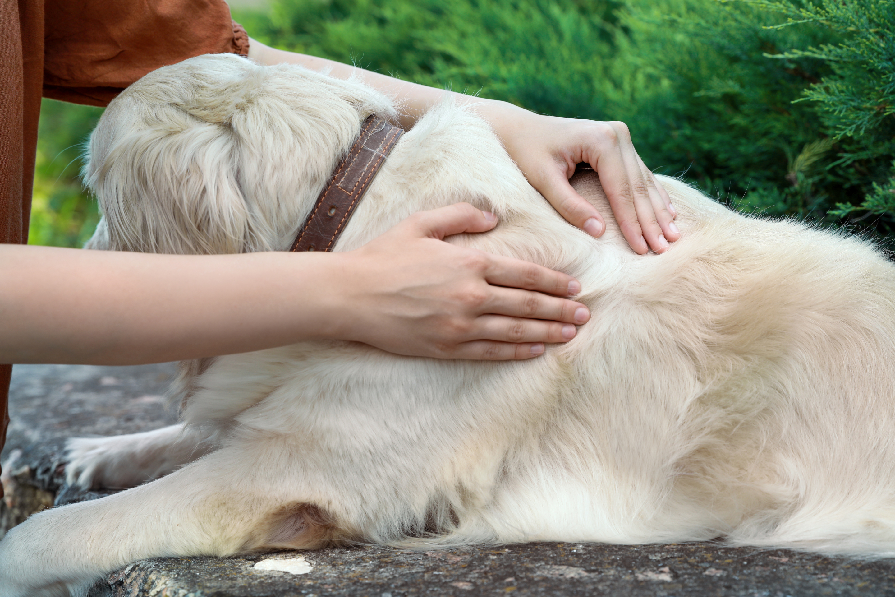 Lumps and Bumps on Pets: What You Need to Know