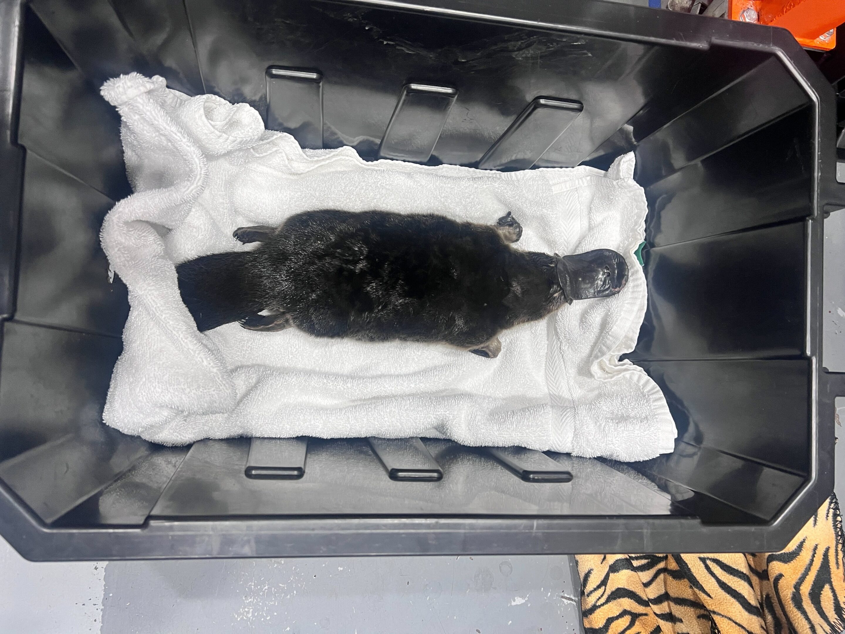 A Remarkable Platypus Rescue